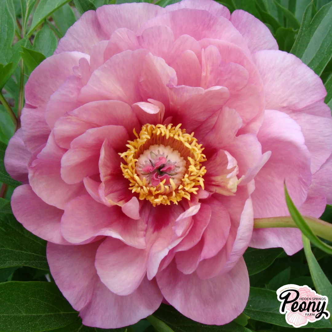 Garden Candy® Paeonia Evie Jane™ Itoh Peony — Hidden Springs Peony